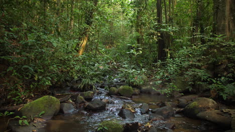 Amazonaswald-In-Saul,-Französisch-Guayana.